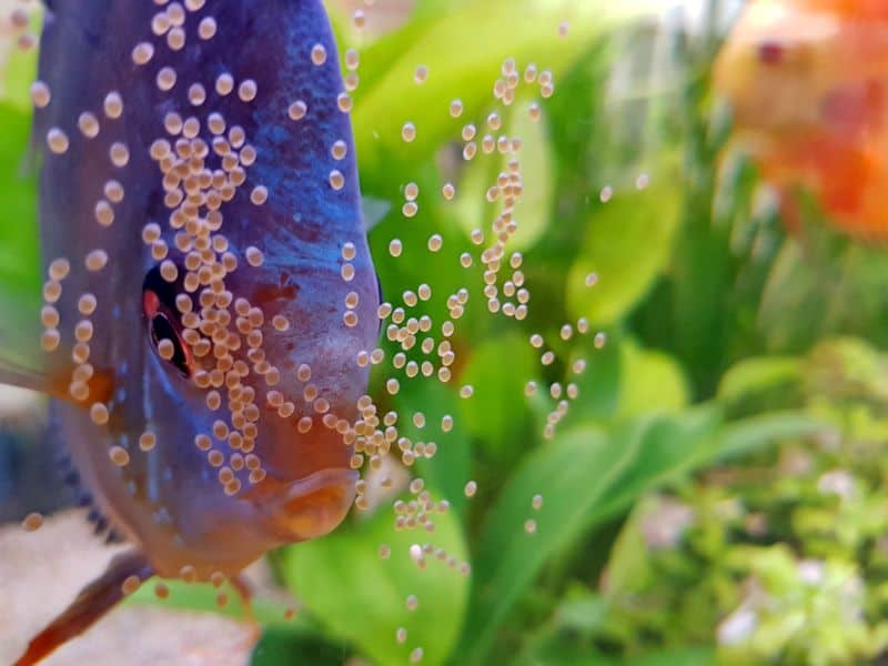 Kỹ Thuật Nuôi Cá Dĩa Sinh Sản