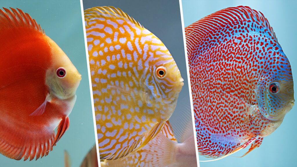 ánh sáng cho cá dĩa