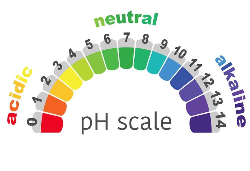 độ ph cho cá dĩa