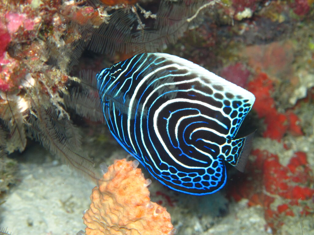 Cá thiên thân hoàng đế