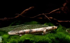 Cá Cửu Sừng Hoàng Đế