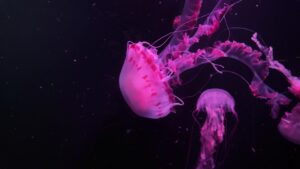 Nuôi Sứa Cảnh: Kinh Nghiệm 5 Năm Của Tôi